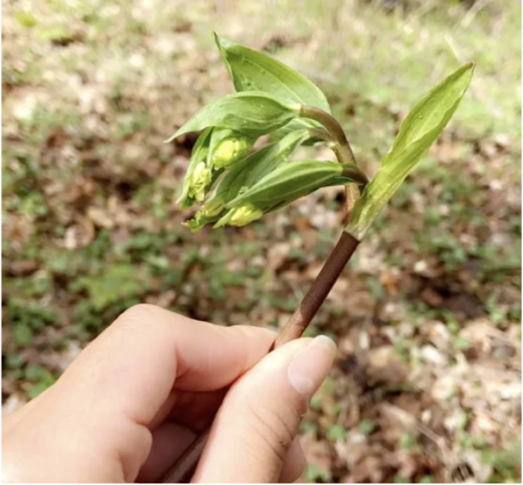 A hand holds up a small leafy plant. 
